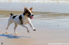 Photos of Dogs on the Beach