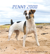 dog-calendar-2008