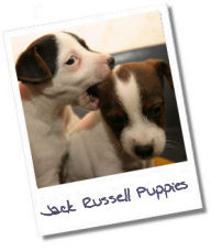 Jack Russell Puppies Jack Russell Pups